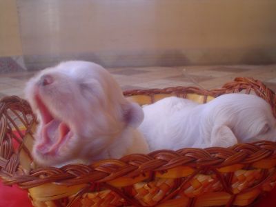 Pequeninos filhotes de Lhasa Apso Brancos