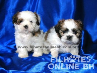Shih Tzu - Canil Filhotes On Line BH