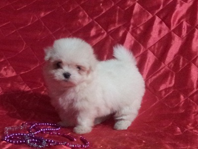 Linda Fêmea de Maltês