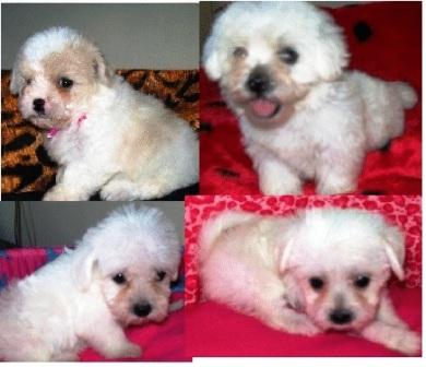 Filhote, Maltes, Porto Alegre, Pet Shop,