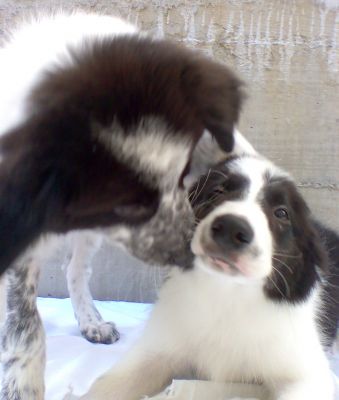 Border collie com um ótimo valor