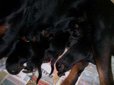 Vendo filhotes de Rottweiler Nasc.16/11/2012 