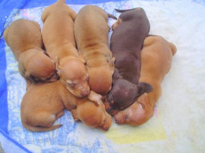DACHSHUND / COFAP / TECKEL / SALSICHA