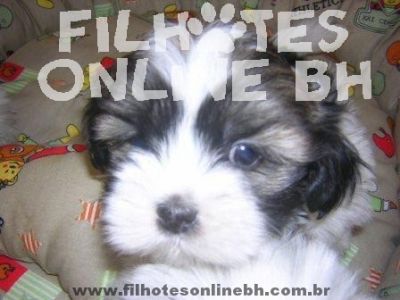 Chow Chow - Canil Filhotes On Line BH