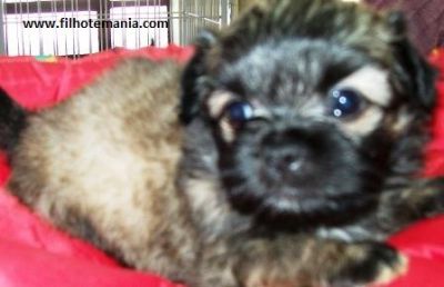 Filhotes, Lhasa Apso, Porto Alegre,