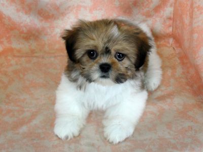 Lhasa Apso