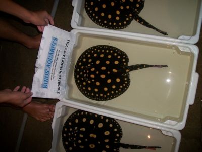 ARRAIAS  DIAMANTE NEGRO - STINGRAYS BLACK DIAMOND, ECLIPSE BLACK ISLAND