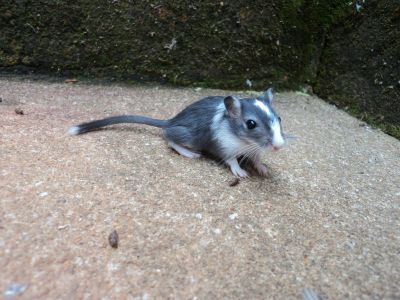 venda de esquilos da mongolia (gerbil)