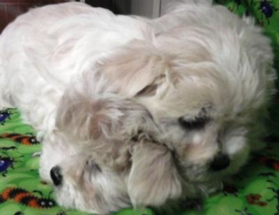 Filhote, Maltes, Porto Alegre, Pet Shop,