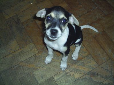 Lindos Filhotes Fox Paulistinha com 50 dias