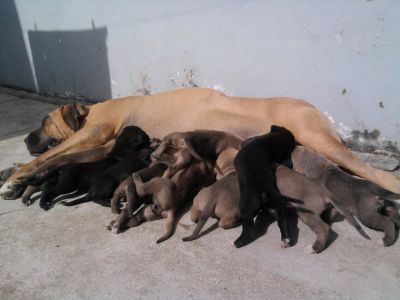 Fila Brasileiro - Pedigree CBKC/FCI
