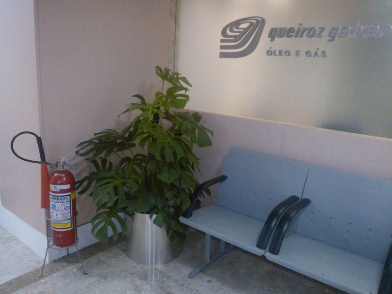 Ornamentais Plantas  Paisagismo Aluguel Palmeiras