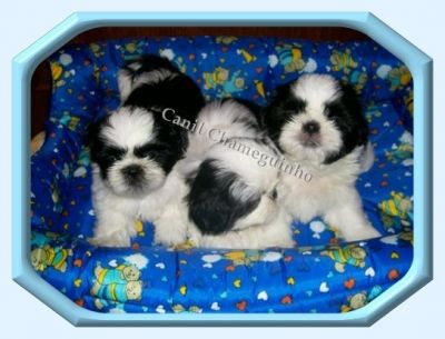 Vendo Shih-Tzu