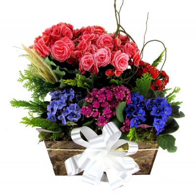  (31) 3024-1113 Flores Contagem rosas  Contagem floriculturas em Contagem MG entregas de flores 