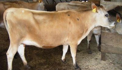 Novilhas jersey à venda em Chapecó-SC