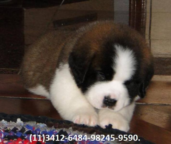 Excepcional Linhagem de São Bernardo.