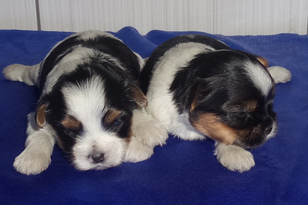 Filhotes de Biewer Terrier