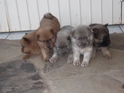 lindos filhotes de chow chow