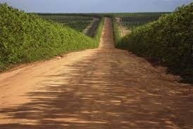 Mudas Sansão do Campo (Cerca Viva) direto do Produtor Rural