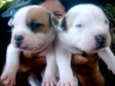 vendo filhotes de pit bull red nouse