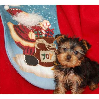 2 yorkshire terrier filhotes encantadores disponíveis para o Natal