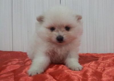 Linda Fêmea de Sptiz Alemão - Lulu da Pomerânia