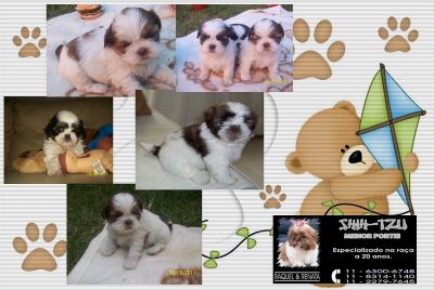 shih-tzu menor porte 3.5kg o verdadeiro SP 11-2279-7645