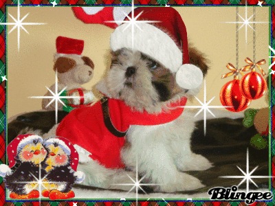 Shih tzu, Filhotes R$550,00 Promoção de Natal Imperdível