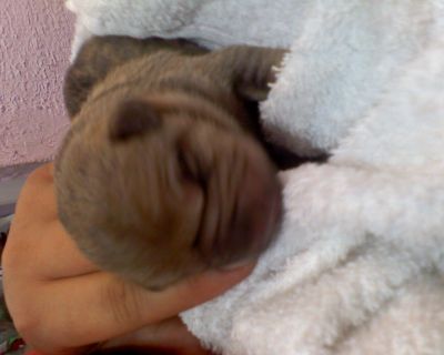 Filhotes de Shar-Pai