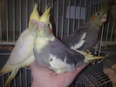 Casais de Calopsitas