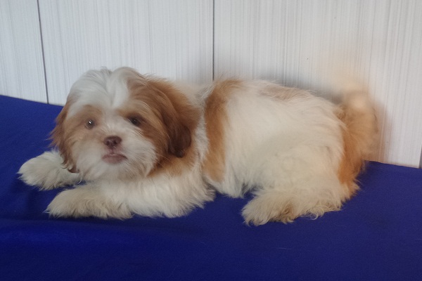 Filhotes Machos de Lhasa Apso - Promoção de Fim de Ano