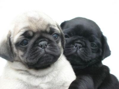 Filhotes de Pug