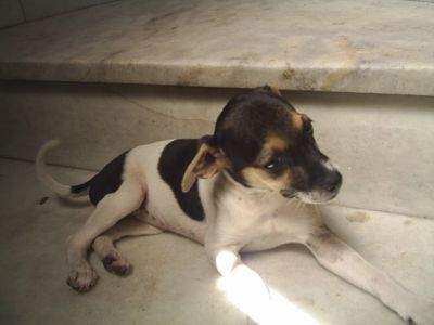 Lindos Filhotes Fox Paulistinha com 50 dias