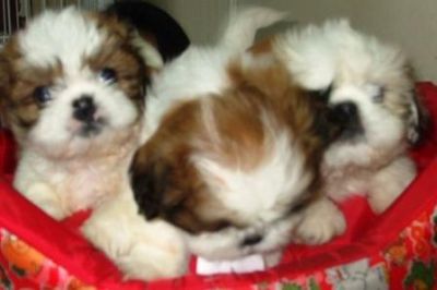 PET SHOP, Filhote, raça, shih tzu, Porto Alegre,