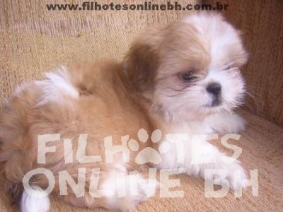 Shih Tzu - Canil Filhotes On Line BH