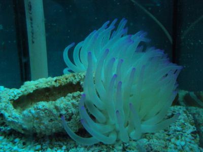 Vende-se peixes e corais 