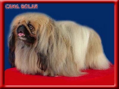 Pequines - Canil Solar Dogs House