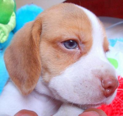 Canil OBeagle! - Filhotes de Beagle - RJ