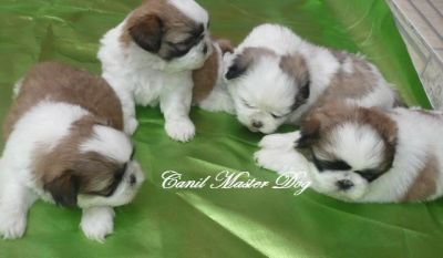 FEMINHA SHIH-TZU R$ 900,00