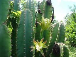 Mudas e Sementes de Plantas Medicinais e Ornamentais