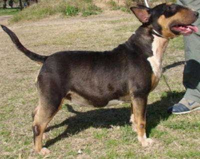 BULL TERRIER COLORS