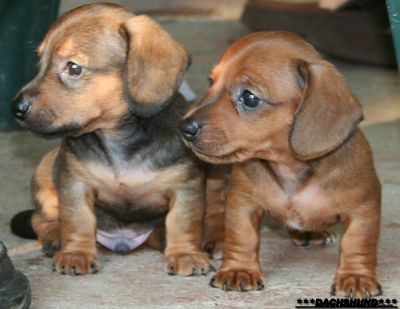 DACHSHUND / COFAP / TECKEL / SALSICHA