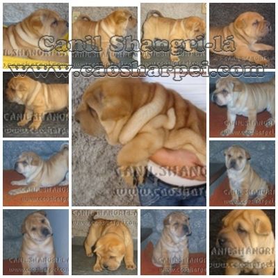 SHARPEI & CHOW-CHOW, OS CÃEZINHOS MAIS FOFOS DO MUNDO