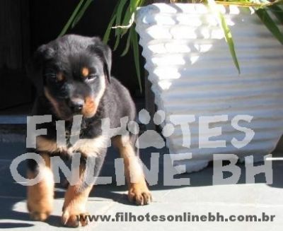 Rottweiler - Canil Filhotes On Line BH
