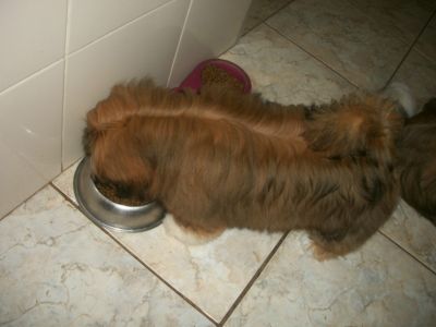 última Lhasa Apso Fêmea á venda 5 meses 