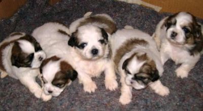 Cachorros, filhotes, raça, shih tzu, Porto Alegre,