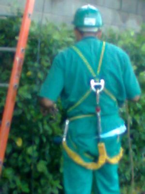 CORTE DE ÁRVORES E REMOÇÃO (11)2303-5217/8621-3420/6557-9589