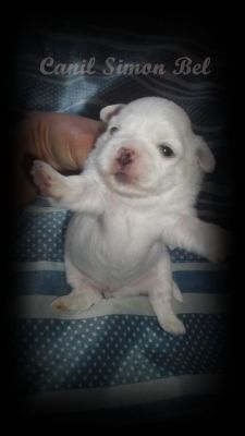 Lindos machos de Shitzu raros Brancos