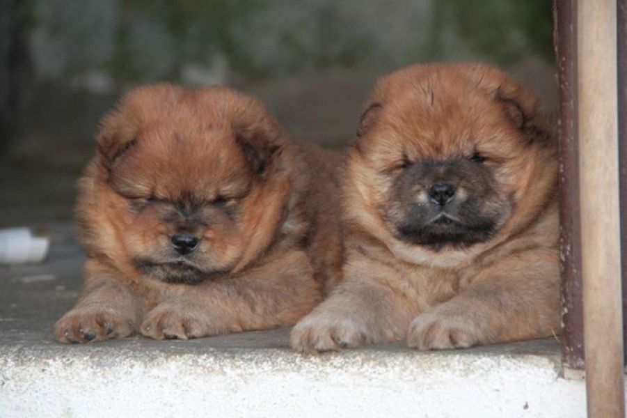 Lindos Filhotinhos de Chow Chow.Verdadeiros Ursinhos.