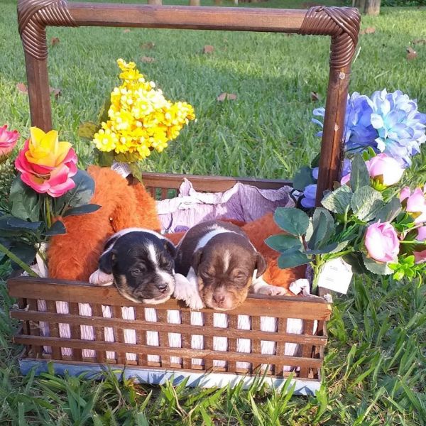 Excelência na criação e vendas de cães de companhia.